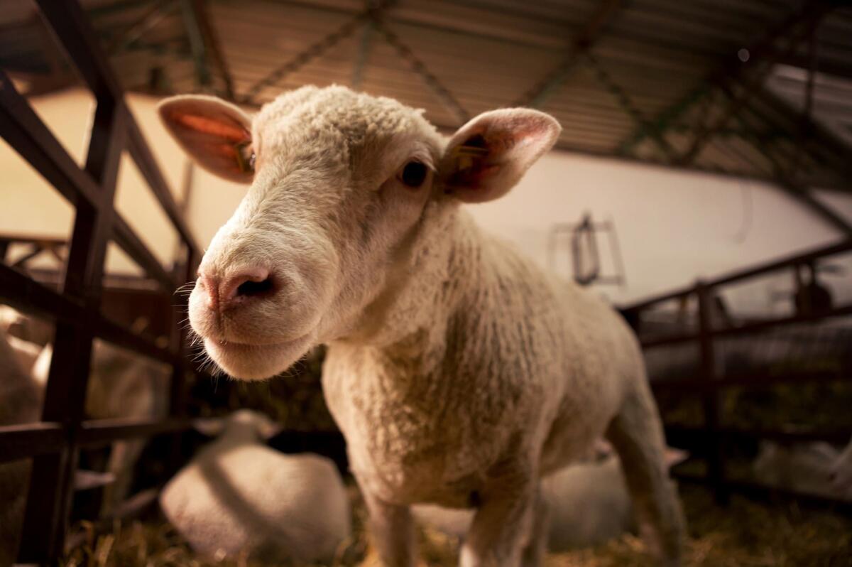 Come il consumo di carne incide sull'ambiente - pixabay.com