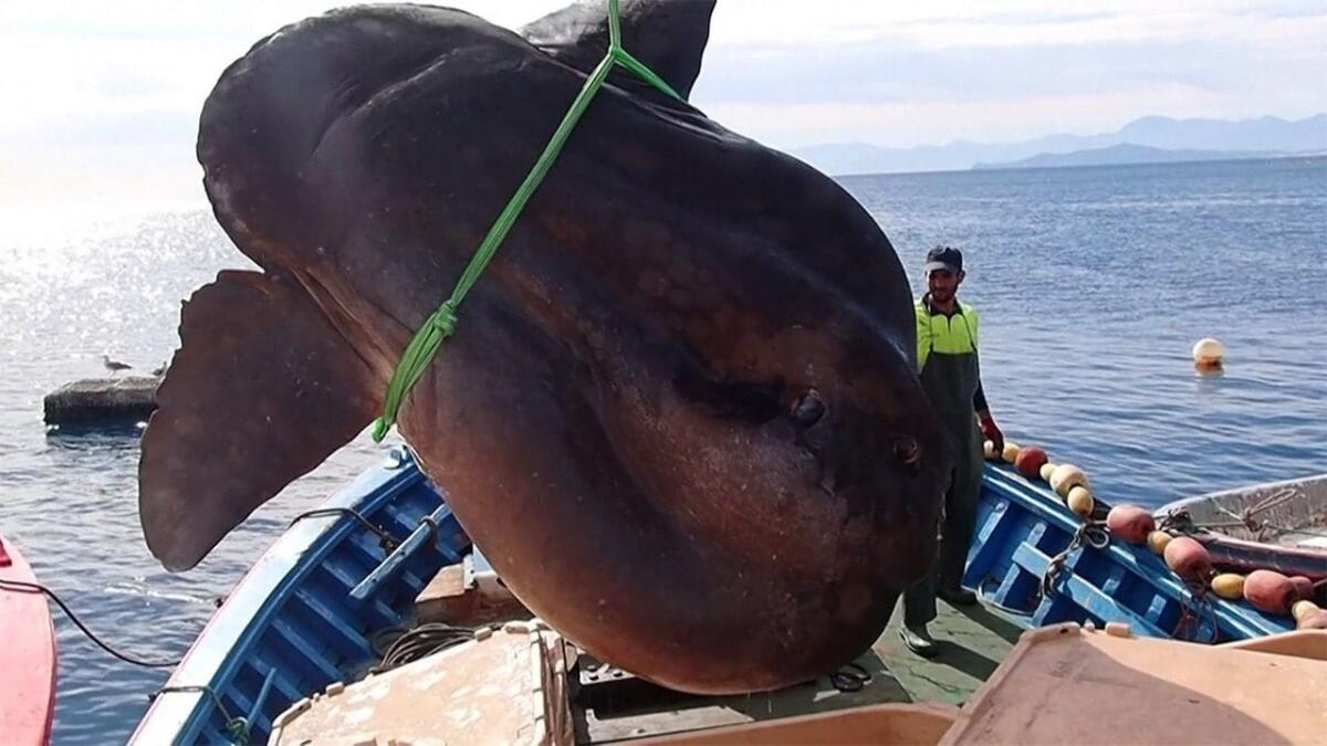 Il pesce luna catturato al largo della Spagna supera i 3 metri - 