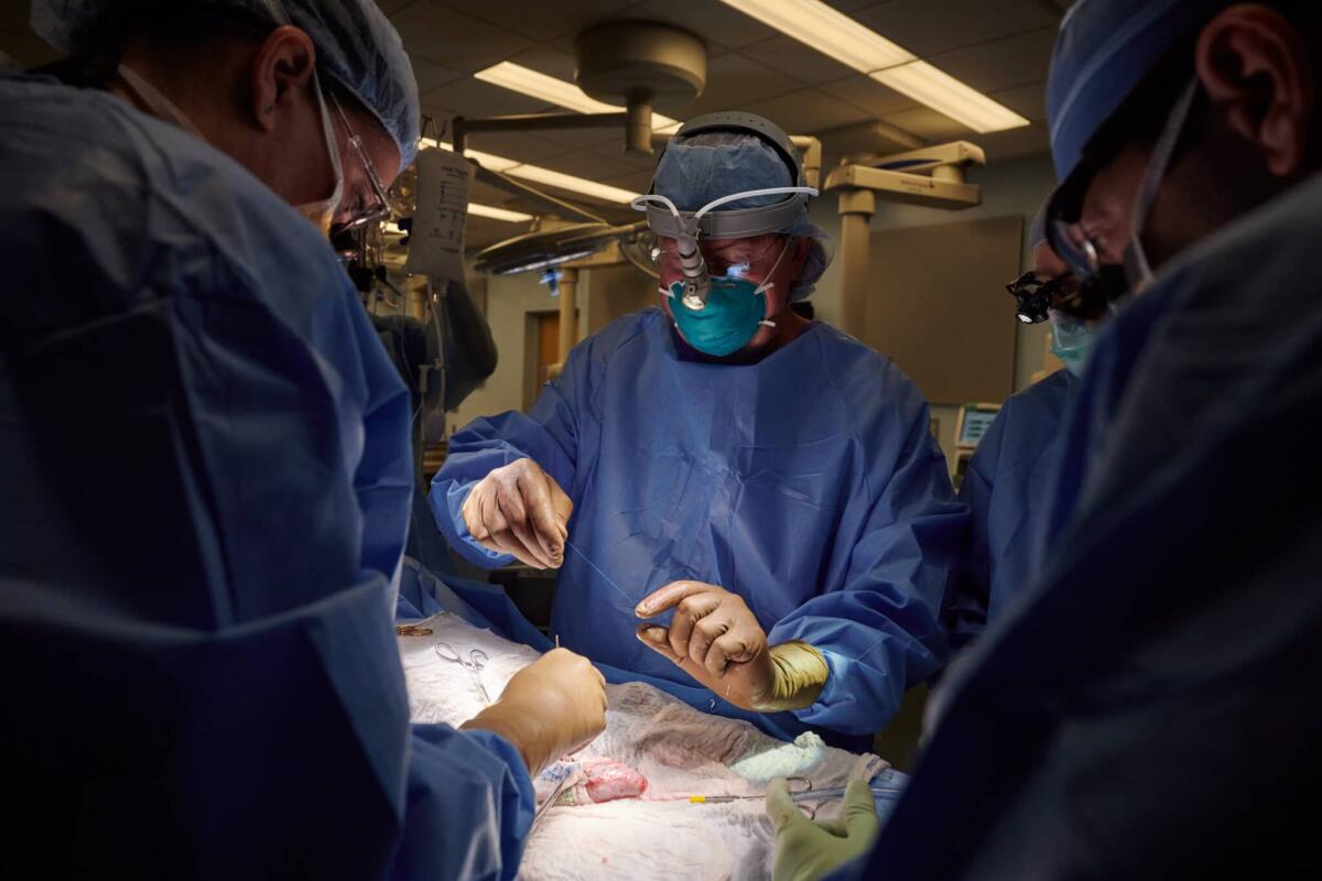Riuscito per la prima volta trapianto di rene da maiale a essere umano - Credits: Joe Carrotta per NYU Langone Health