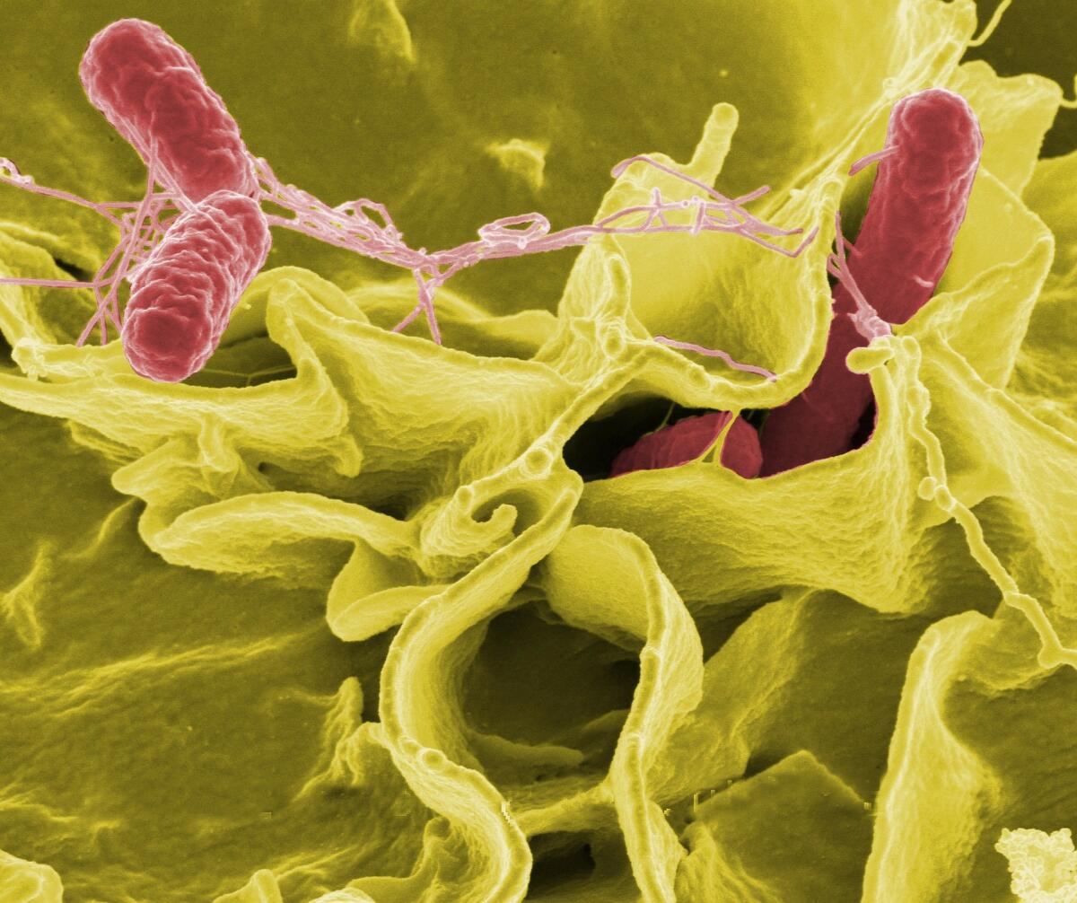 Cos'è la salmonella: il batterio che infetta gli alimenti - 