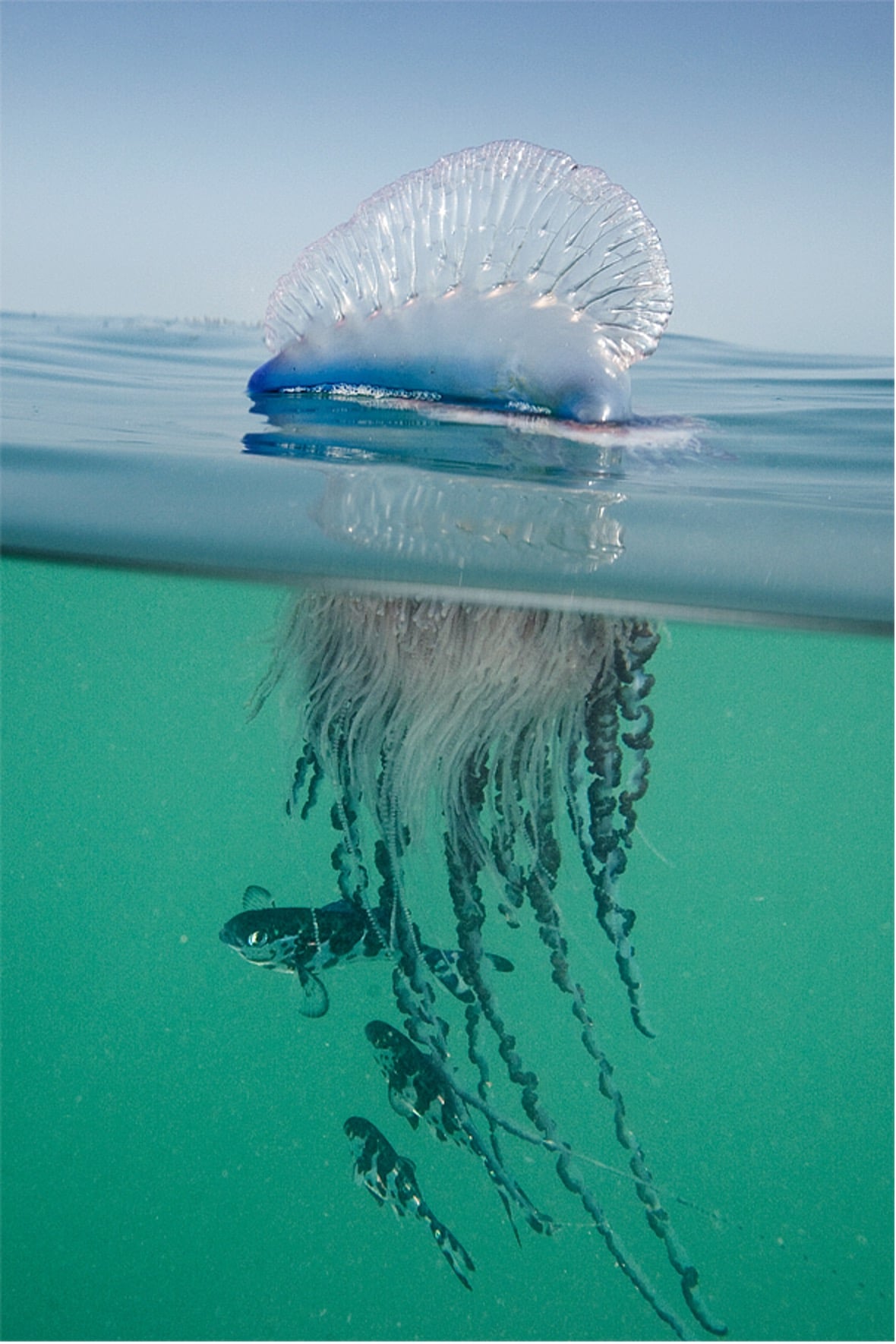 Esemplare di caravella portoghese a caccia di pesci. Credits: Seth Patterson