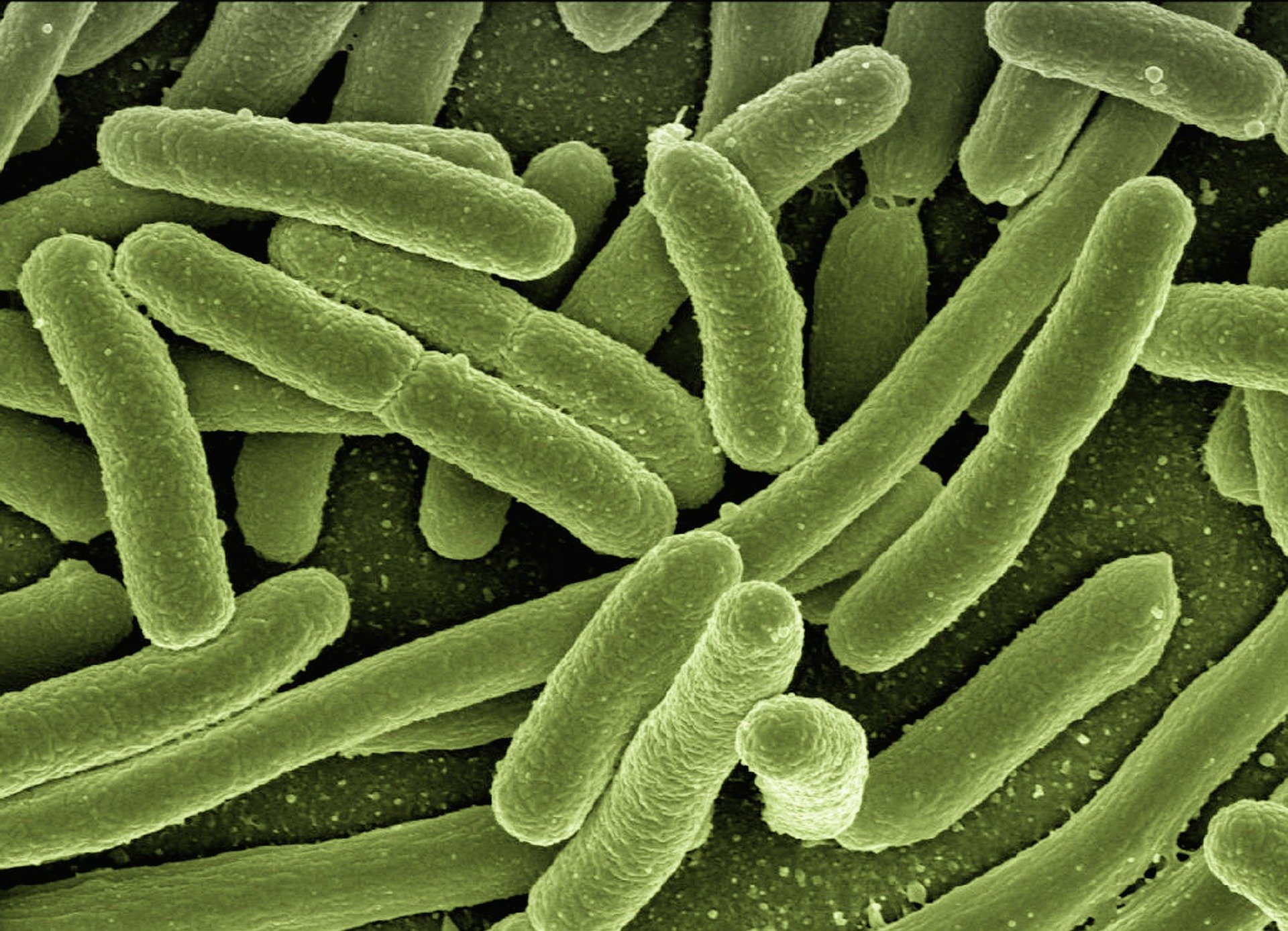 Malattia di Lyme: una nuova cura potrebbe portare alla sua eradicazione