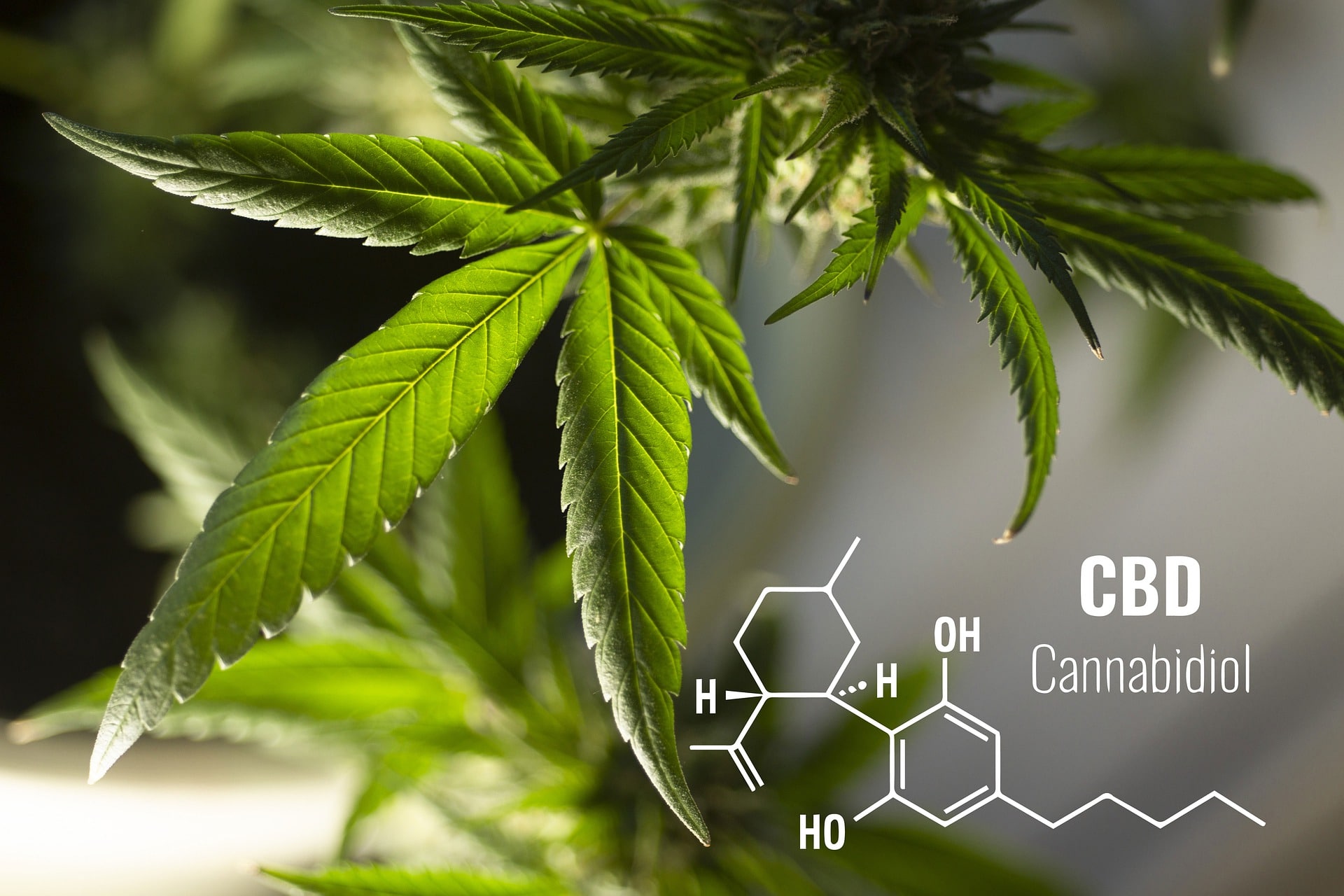 Il CBD in Italia è legale?