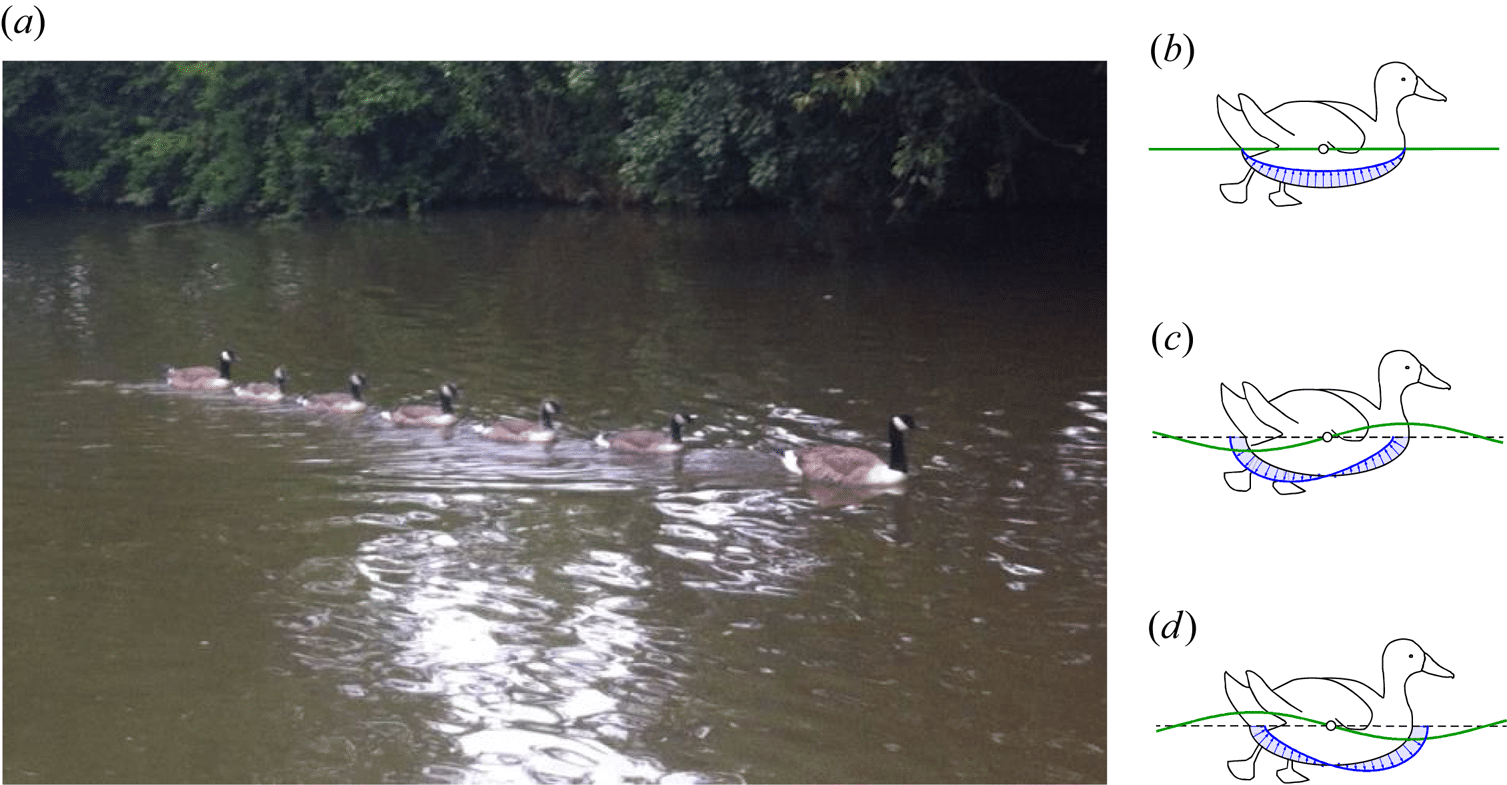 Credit: Wave-riding and wave-passing by ducklings in formation swimming - Cambridge University Press