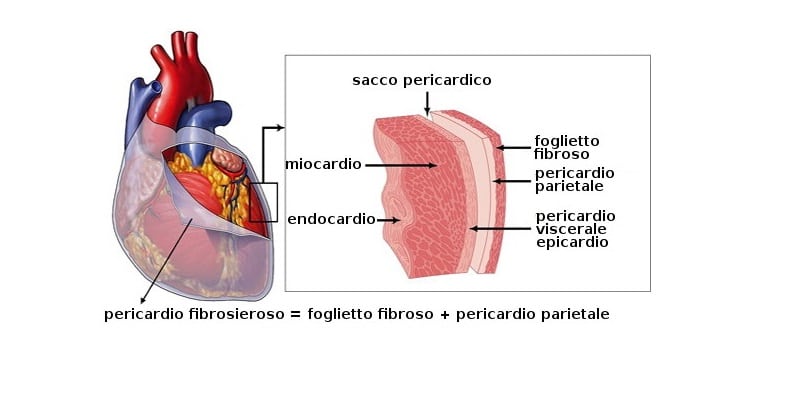 Differenze tra miocardio, endocardio e pericardio.Credits: Abanomed