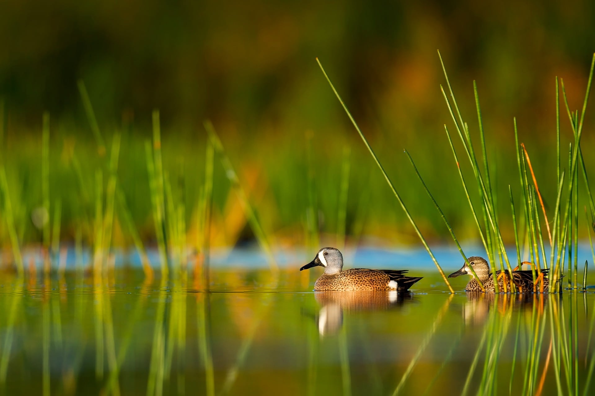 In natura tutto ha una risposta, sta a noi trovarla. Ad esempio, perché le anatre nuotano in fila dietro la madre?