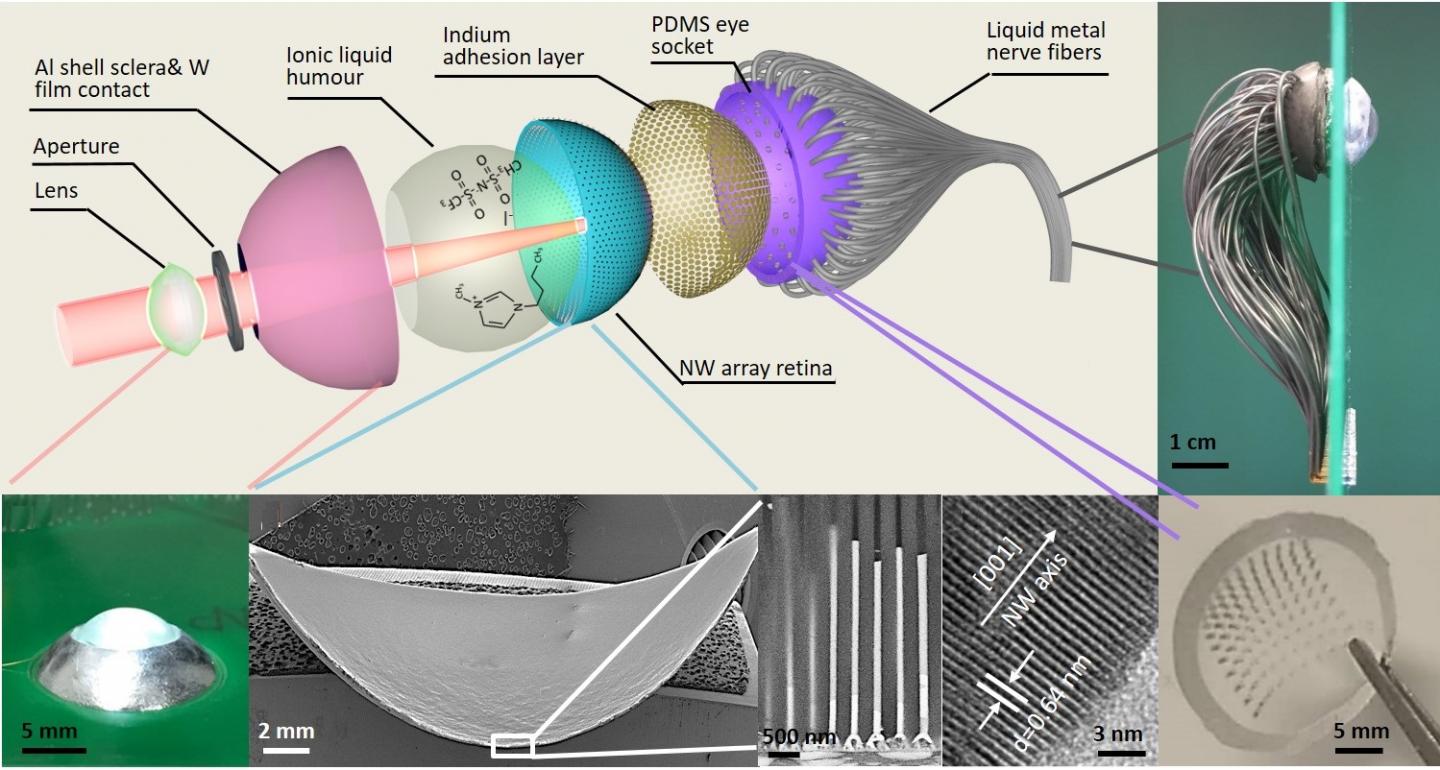 Struttura dettagliata di EC-EYE. Crediti: Gu, L., Poddar, S., et al. (2020). A biomimetic eye with a hemispheral perovskite nanowire array retina. Nature, Vol 581, 278-284.