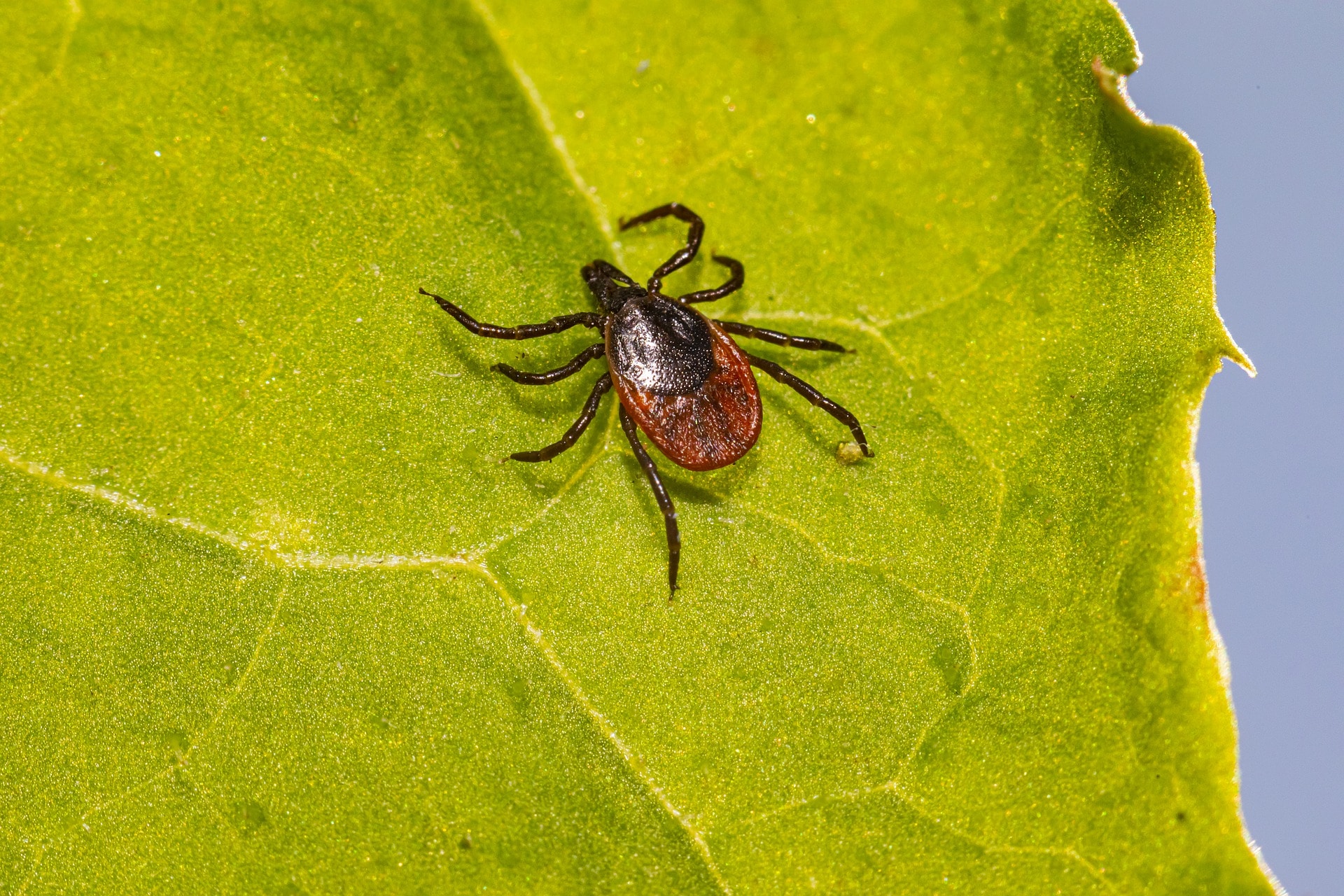 Malattia di Lyme: una nuova cura potrebbe portare alla sua eradicazione