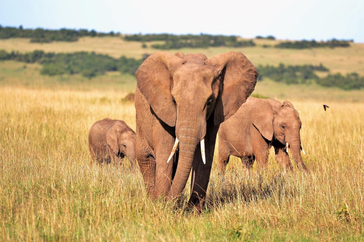 Elefanti senza zanne: quando l'evoluzione è "innaturale" - 