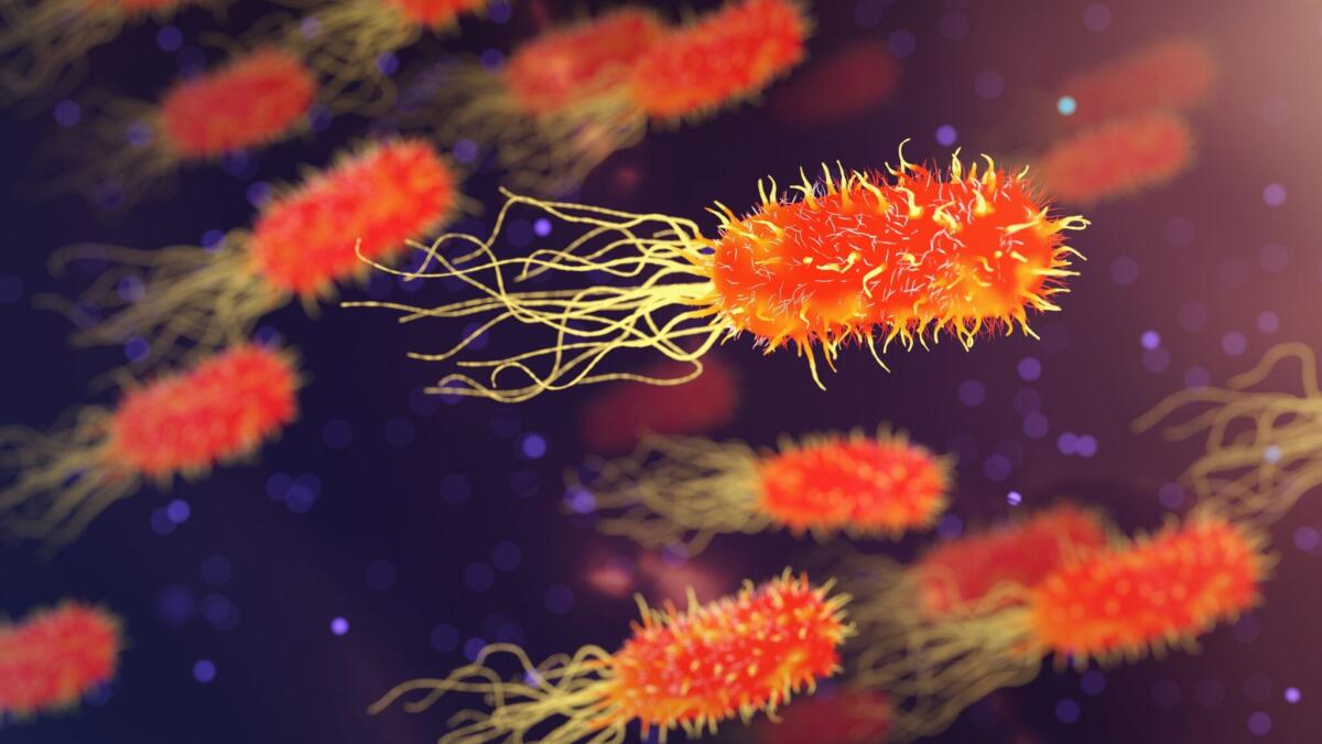La salmonella, batterio che continua a flagellare l’umanità - 