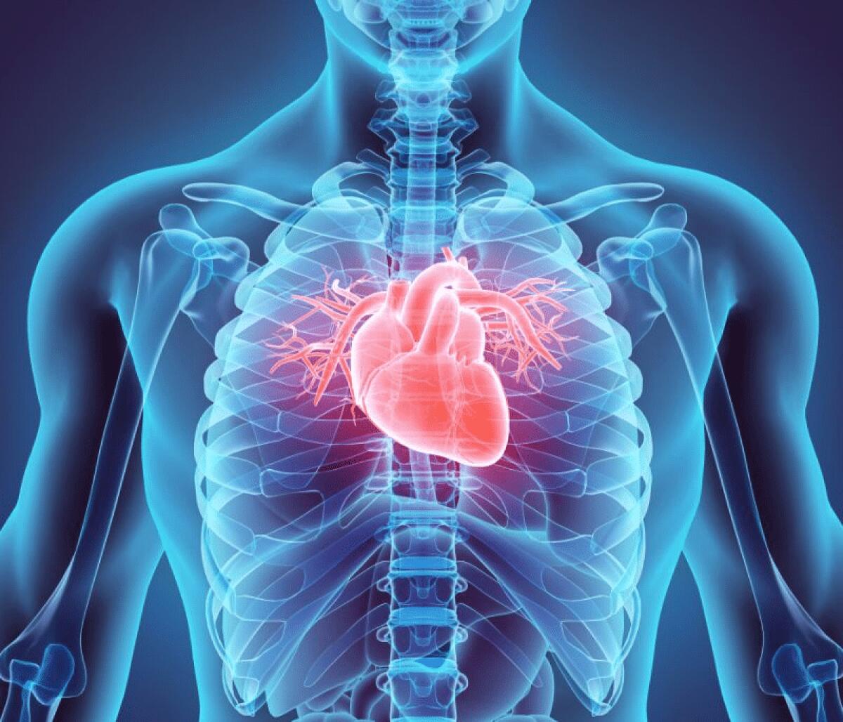 Scoperta una nuova cellula in grado di regolare la frequenza cardiaca - 