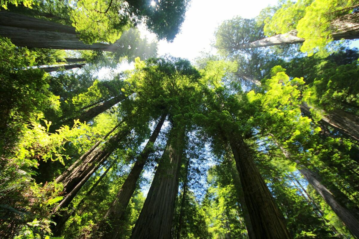 Le 10 foreste più protette al mondo emettono carbonio - pixabay.com