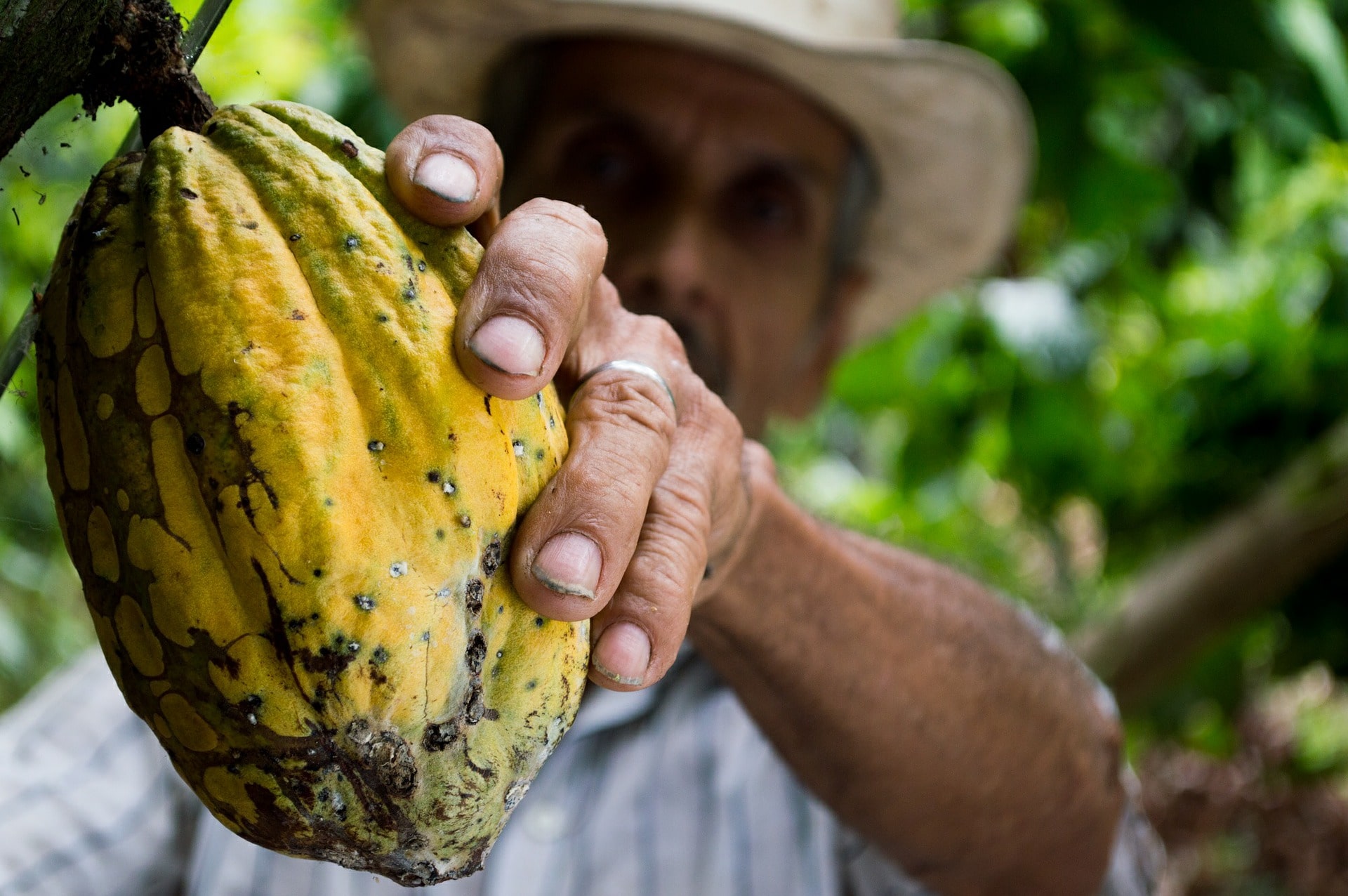 Com'è fatto il cioccolato? Ecco la sua composizione chimica