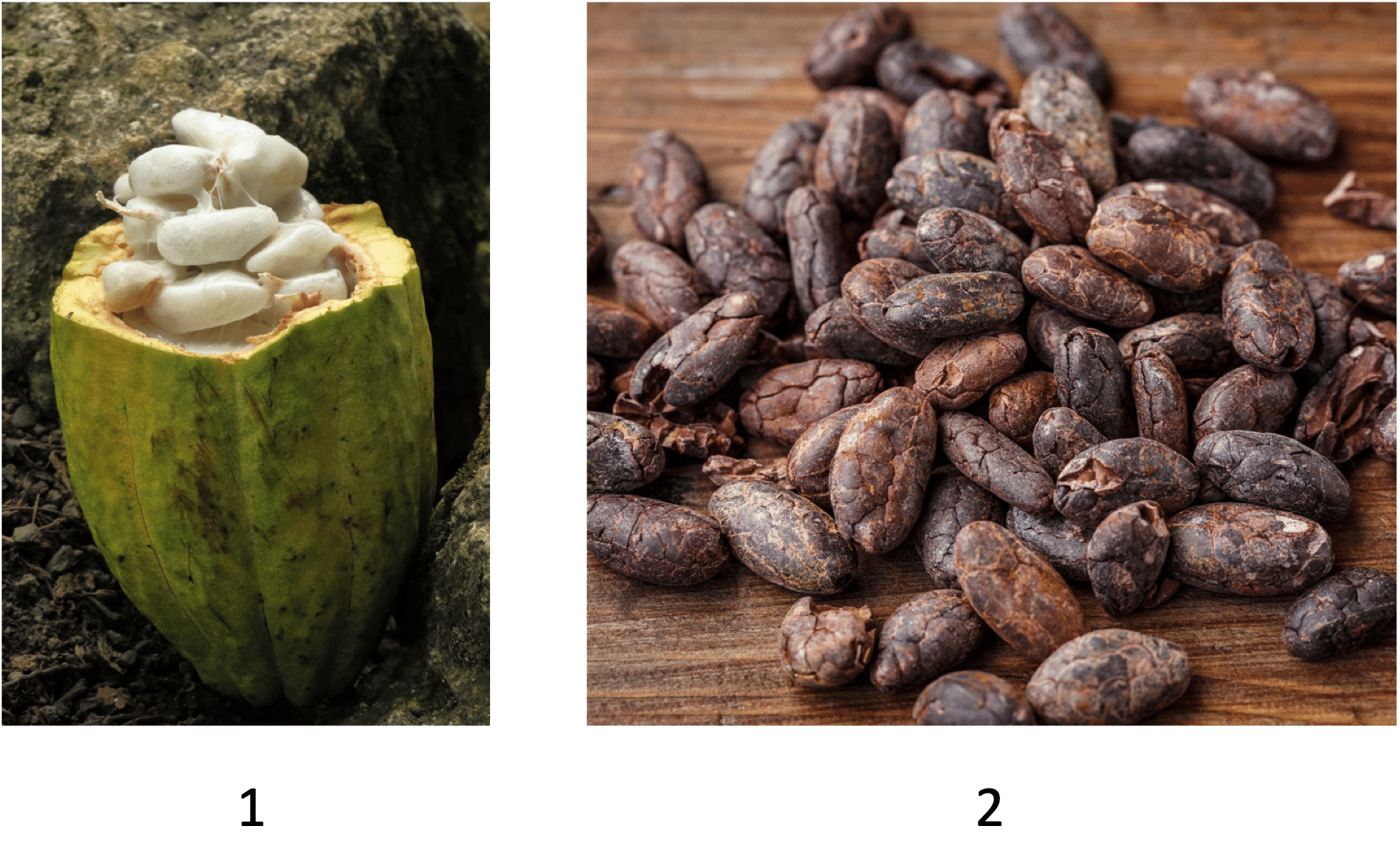 Fava di cacao non fermentata (1), fave sottoposte a fermentazione e tostatura (2). Image by H. Hach from Pixabay and Image by gate74 from Pixabay 