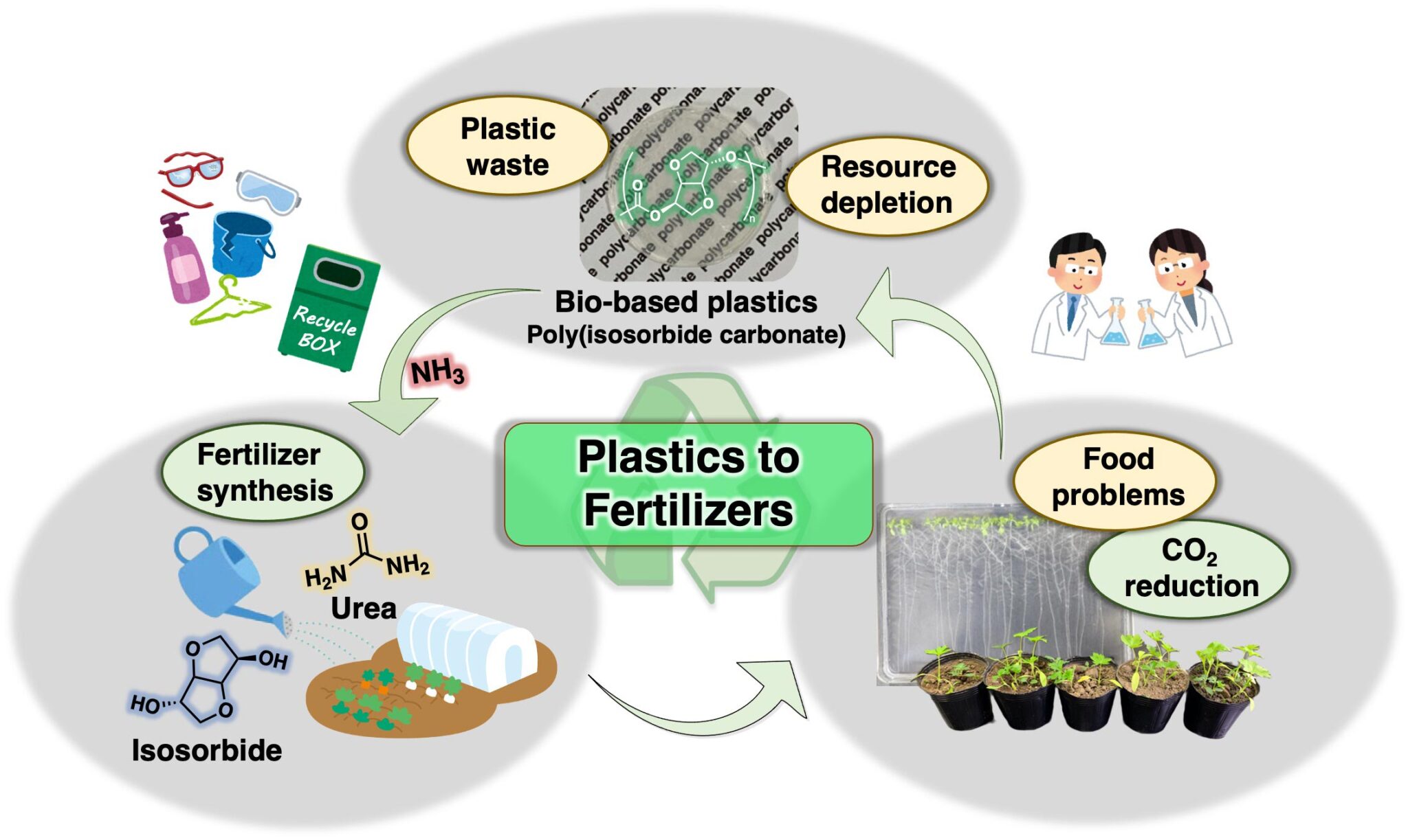 L'utilizzo dei prodotti di degradazione del PIC come fertilizzante ricco di azoto chiude un ciclo sostenibile che rende le bioplastiche un'opzione molto più attraente per affrontare i problemi ambientali posti dalle plastiche convenzionali a base di petro