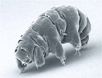 WaterBear, letteralmente "orso d'acqua", noto anche come Tardigrado, è un organismo eutelico (ha un numero costante di cellule) capace di vivere in condizioni estreme.