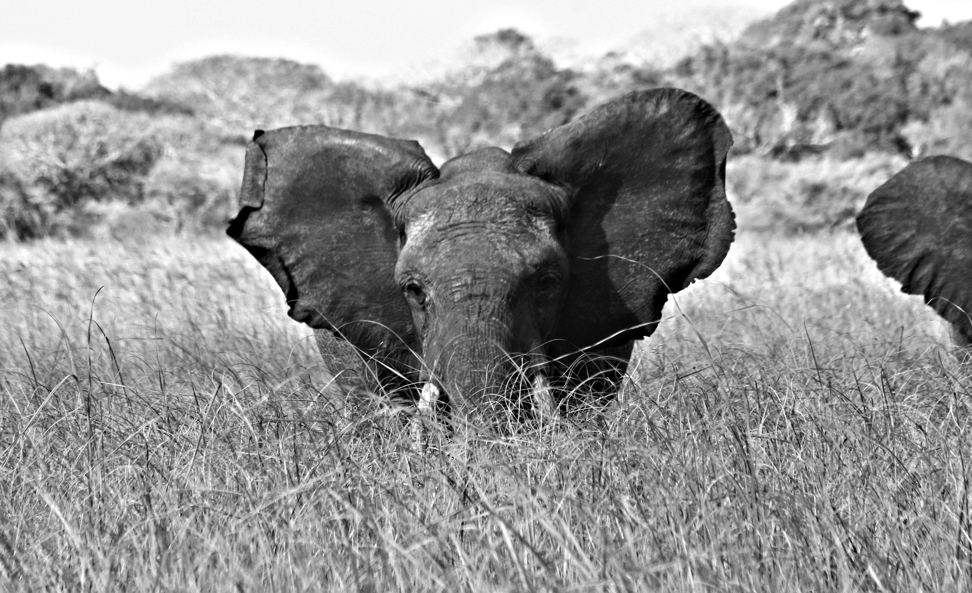Esemplare di elefante del Mozambico. Fonte: Pixabay