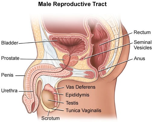 Credits: Uclahealth