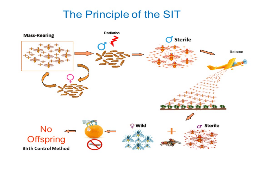 Credits: Vreysen, Marc JB, et al. "The Insect Pest Control Laboratory of the Joint FAO/IAEA Programme: Ten Years (2010–2020) of Research and Development, Achievements and Challenges in Support of the Sterile Insect Technique." Insects 12.4 (2021): 346.