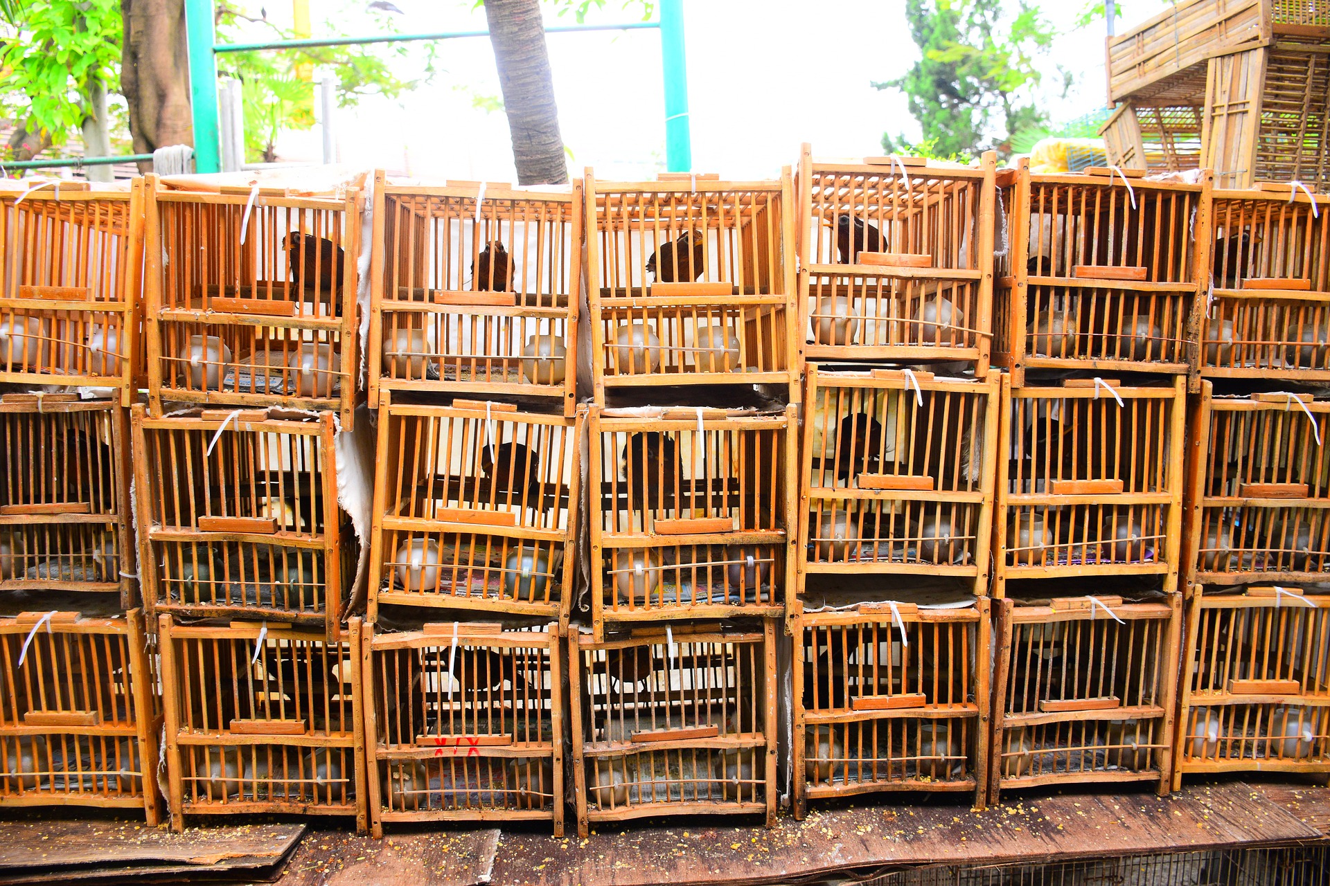 Mercato animali vivi origine Covid-19