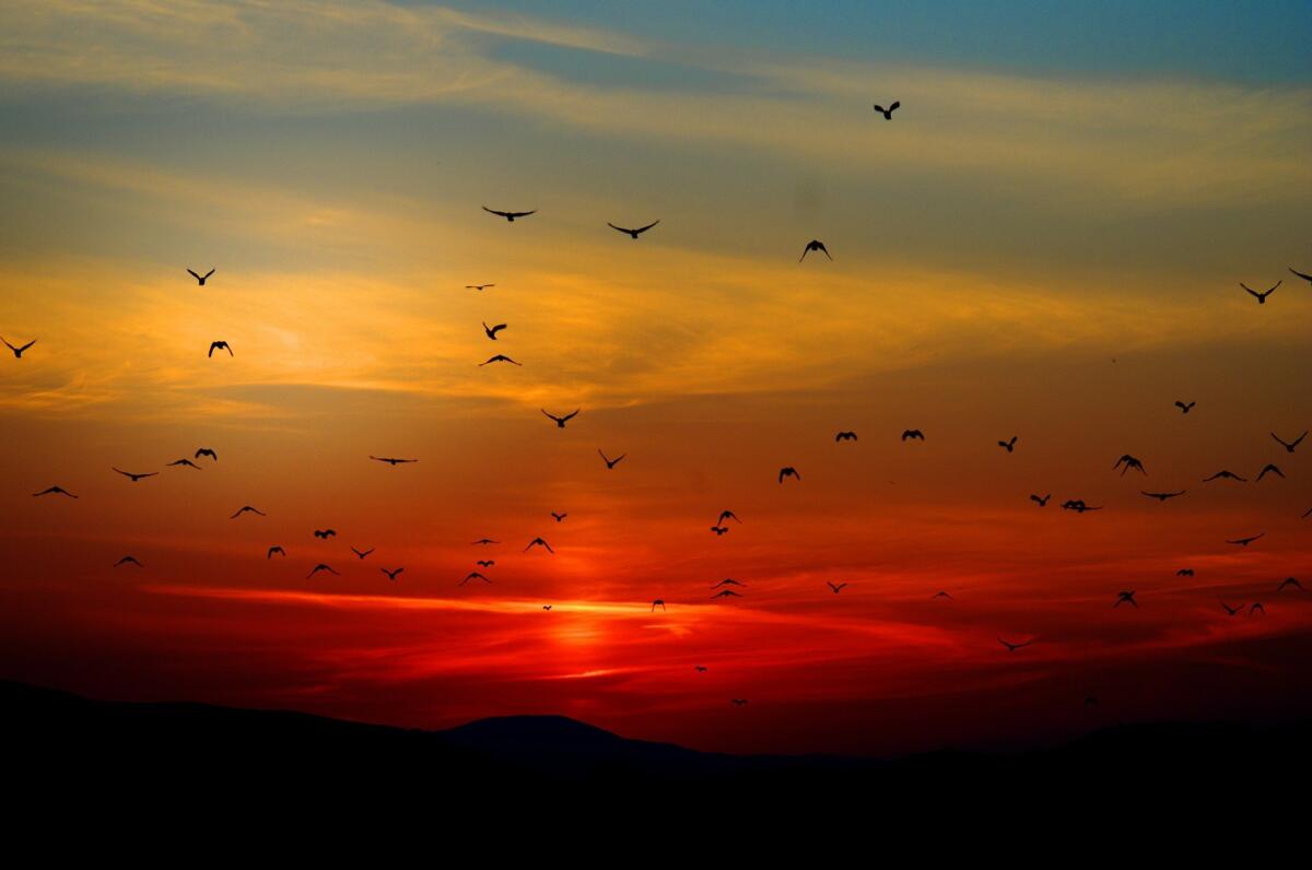 I vantaggi di una colorazione più chiara negli uccelli migratori - 