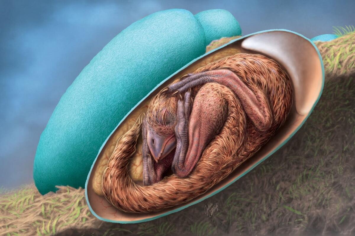 Scoperto un uovo di dinosauro con un embrione conservato da 70 milioni di anni - 