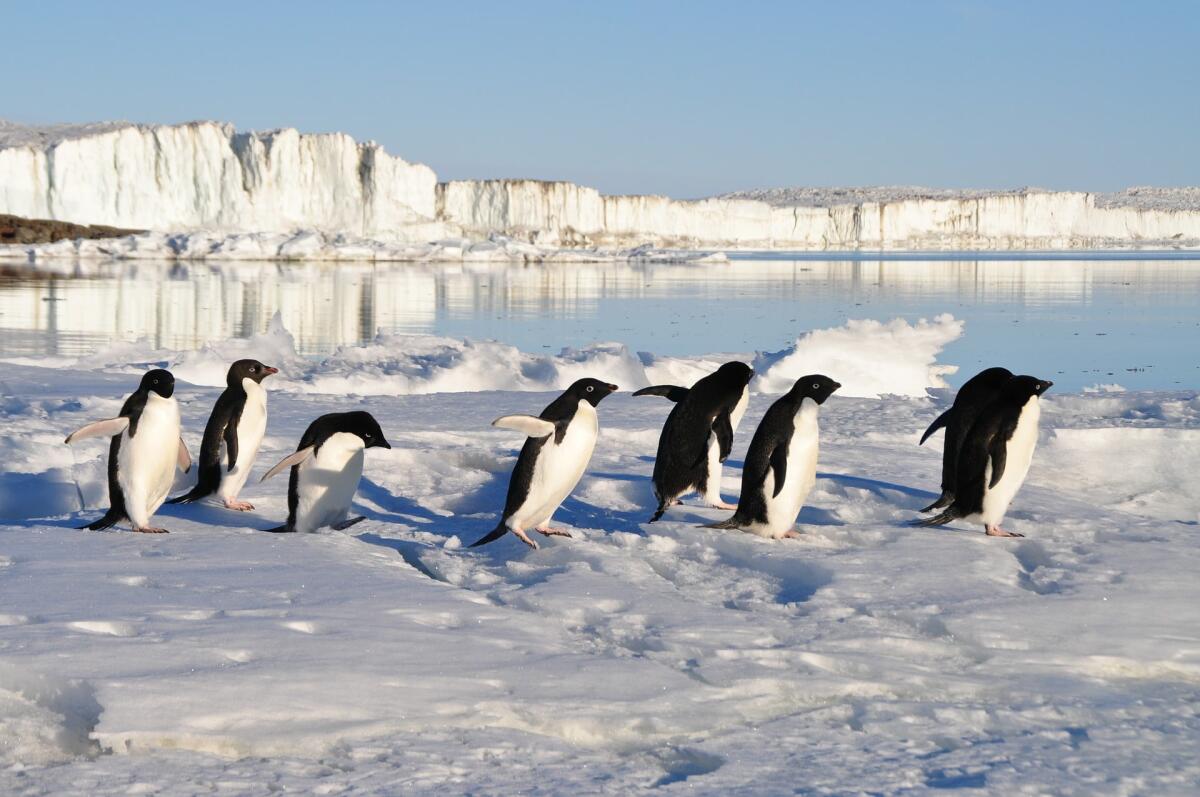 Pinguino in Nuova Zelanda: potrebbe essere colpa del cambiamento climatico - 