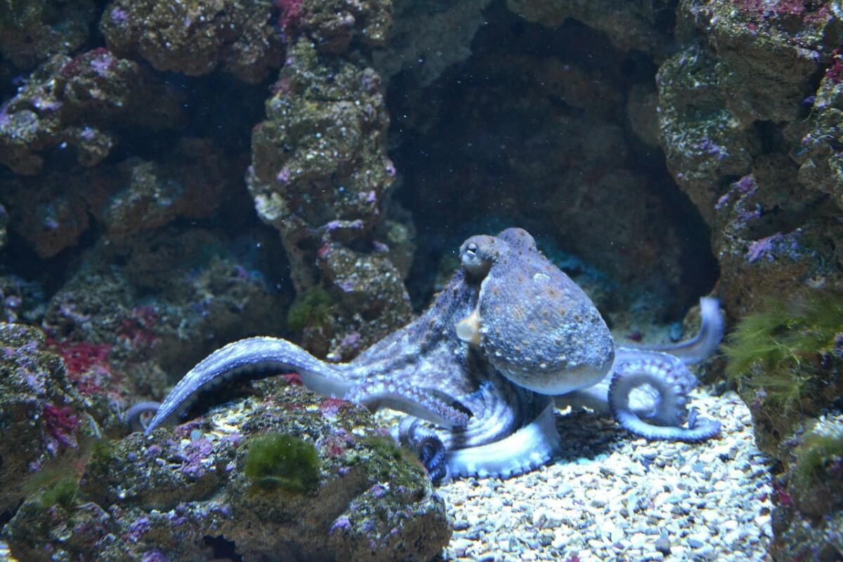 Il Regno Unito verso il divieto di bollire vivi crostacei e cefalopodi: anche loro provano dolore - 