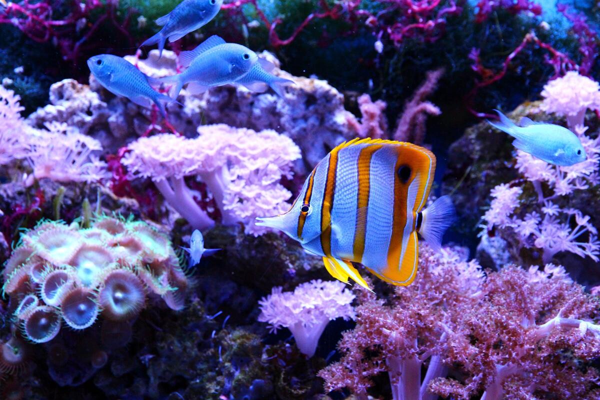 Barriere coralline dell’Oceano Indiano in pericolo: collasso entro il 2070 - 