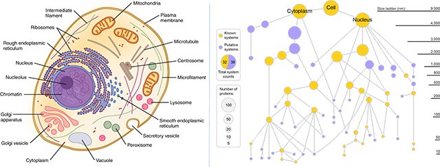 A sinistra: i classici diagrammi delle cellule dei libri di testo implicano che tutte le parti siano chiaramente visibili e definite. A destra: una nuova mappa cellulare generata dalla tecnica MuSIC rivela molti nuovi componenti. I nodi dorati rappresenta