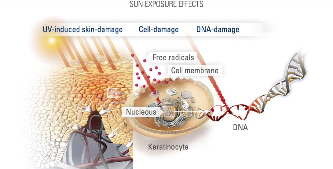 Effetti dell'esposizione solare sulle cellule. Crediti: en.eucerin.ca