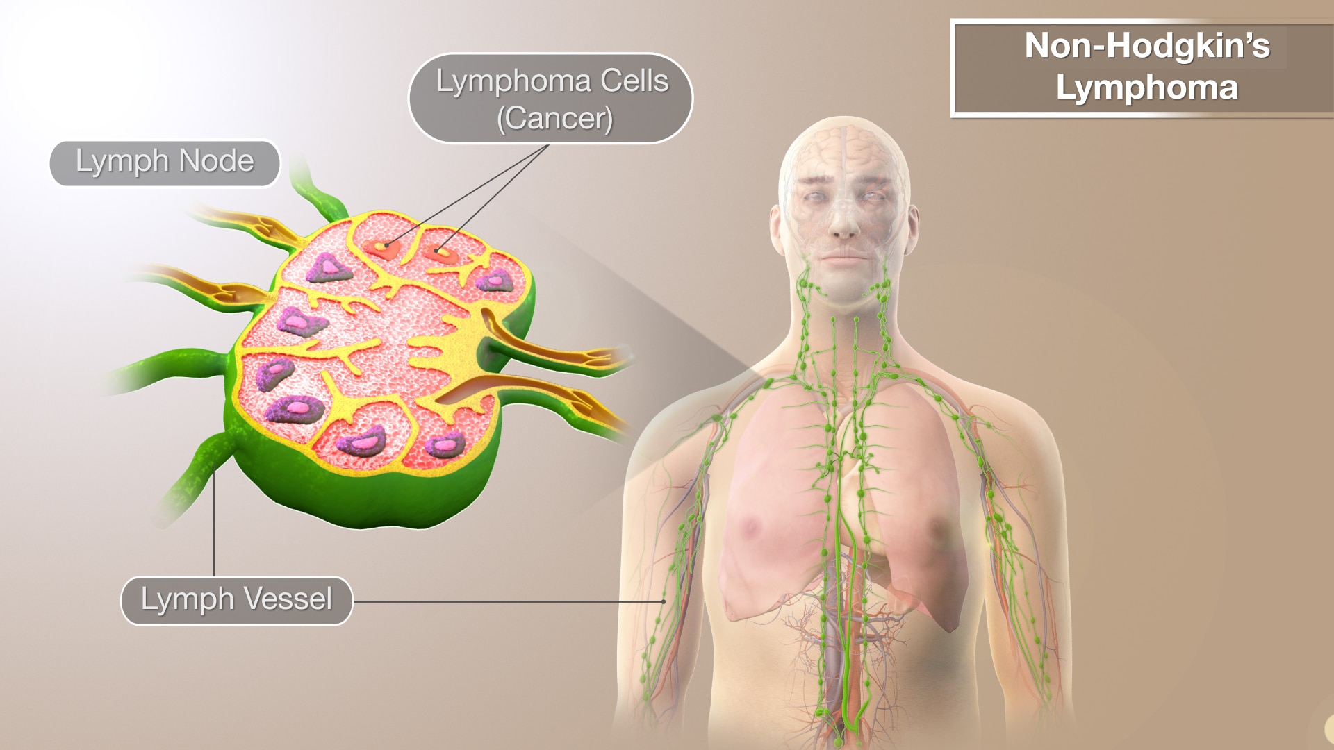 Credits: scientific animations
