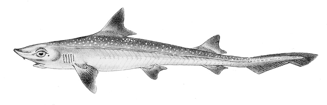 Lo squalo palombo in un disegno del 1860. Fonte: De dieren van Nederlands: Gewervelde Dieren (gli animali dei paesi bassi: i vertebrati) di Hermann Schlegel