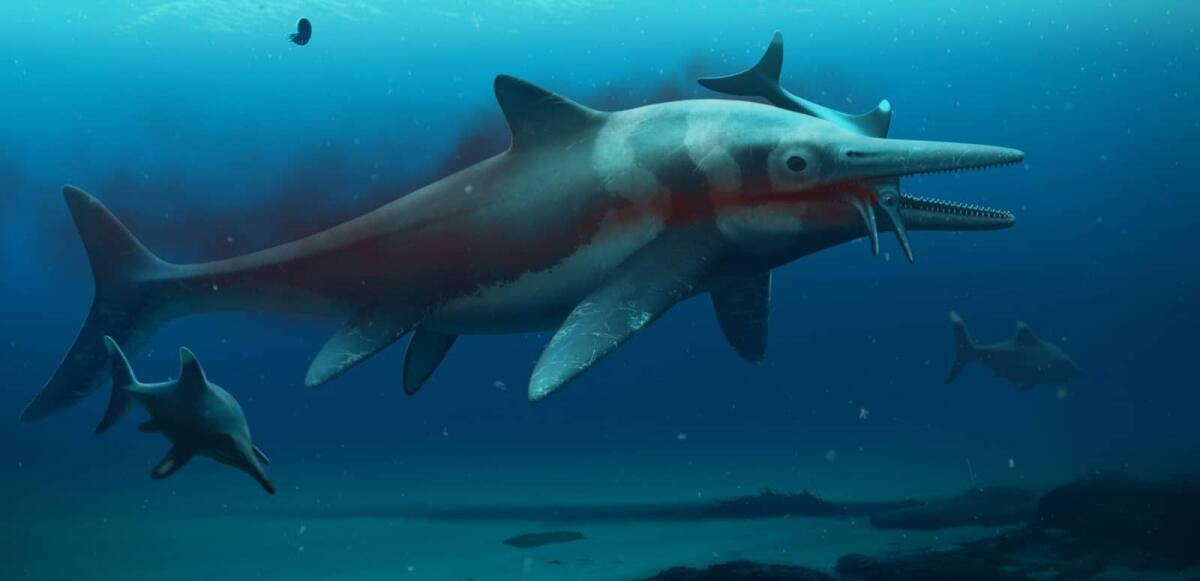Rinvenuto fossile di “drago marino”, ittiosauro di 180 milioni di anni fa - Uno scheletro fossile ritrovato di recente di un rettile marino chiamato ittiosauro aiuta a rivelare la storia evolutiva di uno dei più grandi predatori nell'oceano preistorico. Credits: Bob Nicholls