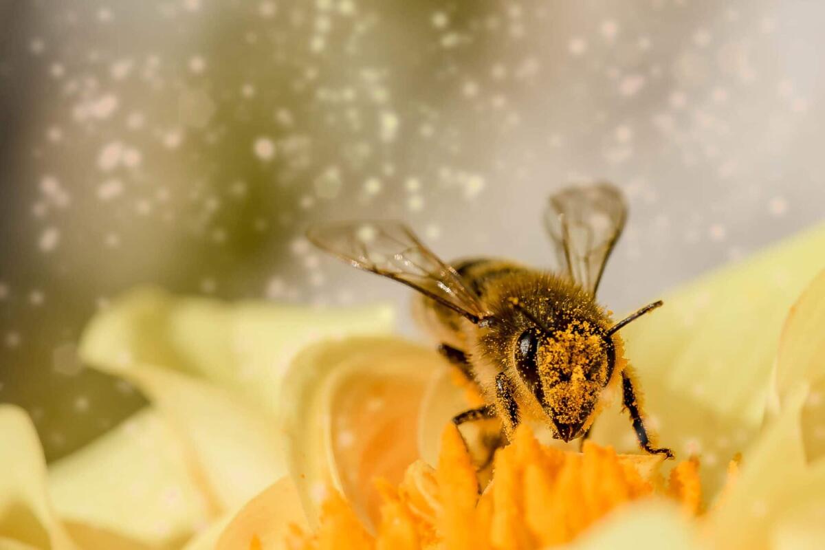 Impollinatori a rischio: il climate change colpisce tutti - pixabay.com