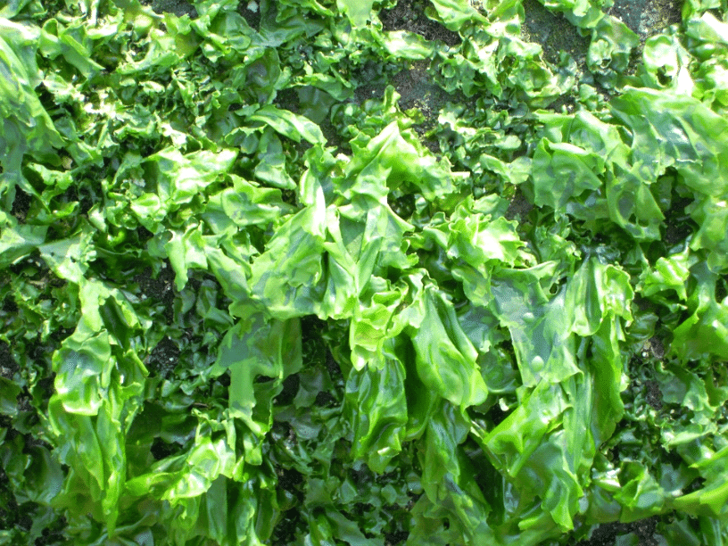 biopolimeri
