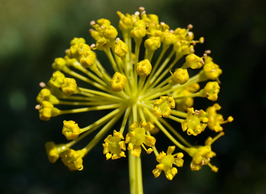 Thapsia Garganica. Crediti: actaplantarum.org