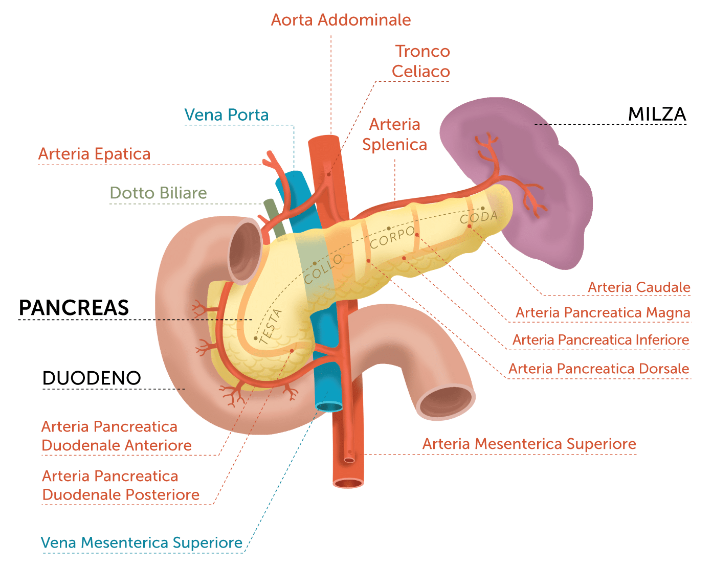 Anatomia del pancreas. Credits: tumorepancreas.codiceviola.org