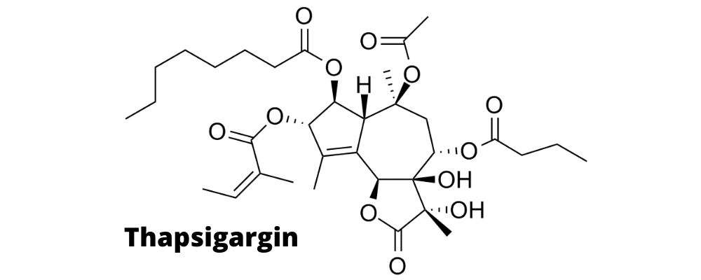 Formula di struttura di thapsigargin. Crediti: inspyrtherapeutics.com