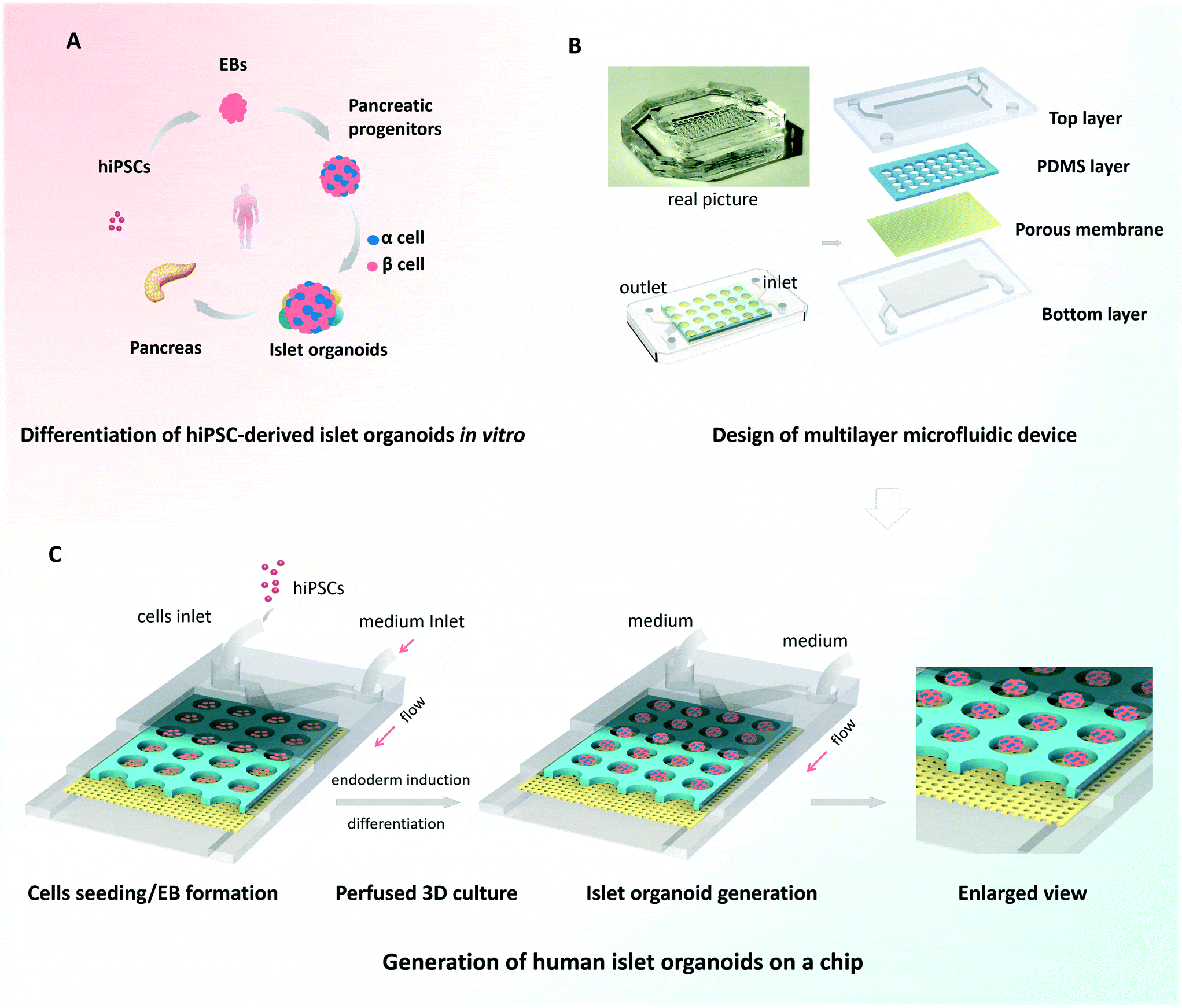 Diagramma schematico della generazione di organoidi insulari derivati da hiPSC in un dispositivo islet-on-a-chip perfusibile 3D. (A) Il processo di differenziazione degli organoidi delle isole da hiPSC in vitro. (B) La configurazione del dispositivo islet