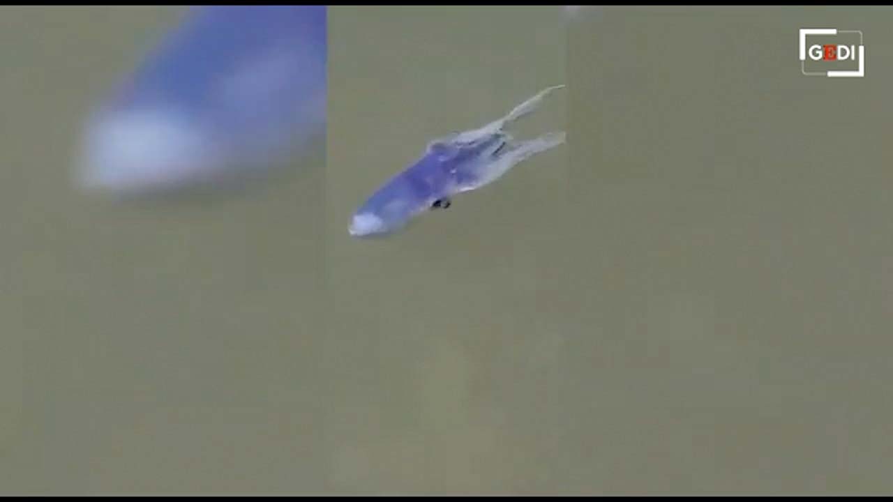 I cittadini riprendono il Tremoctopus (immagine ottenuta dal video pubblicato dal gruppo editoriale GEDI )