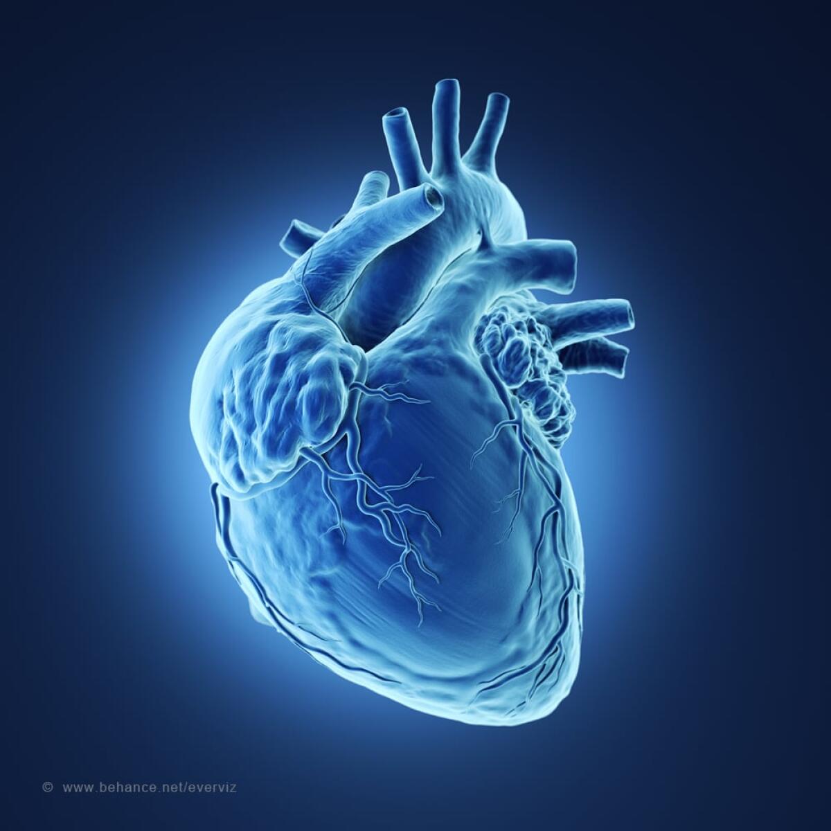Pesce bio-ibrido: verso la realizzazione di un cuore artificiale - Credits: Behance