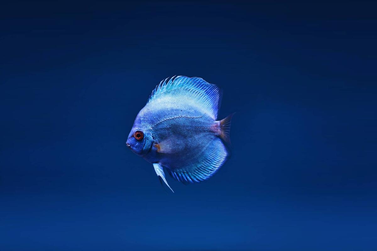 Dal MIT un pesce robot attivato da un fluido simile al sangue - 