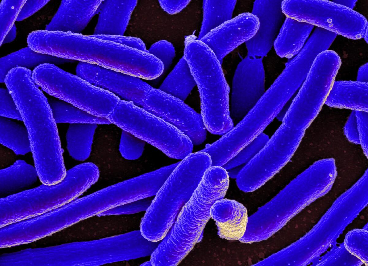 Batteri: cosa sono questi esseri microscopici ubiquitari - www.eniday.com