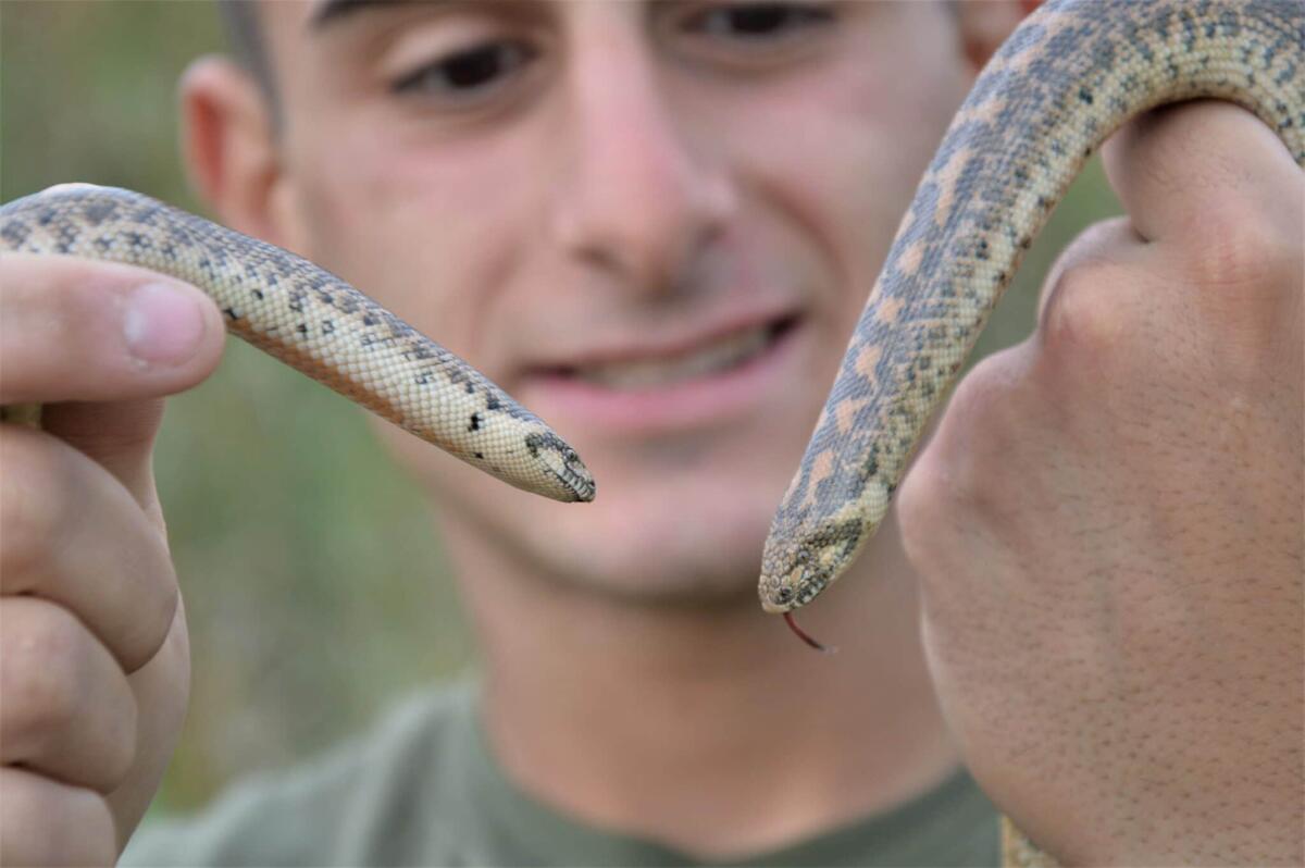 Alla scoperta di nuove specie di rettili in Sicilia: intervista al "Green Influencer" Sebastian Colnaghi - 