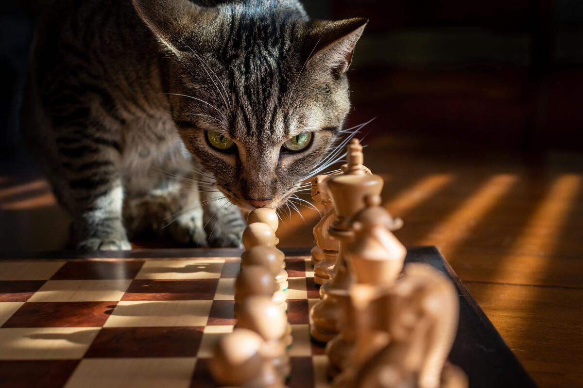 Come fa il gatto a cadere sempre in piedi? - 