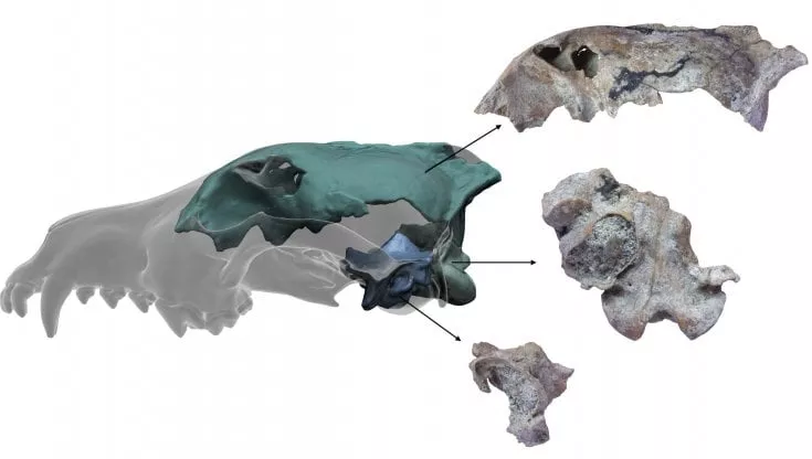 Scansione 3D del cranio fossile ritrovato a Ponte Galeria