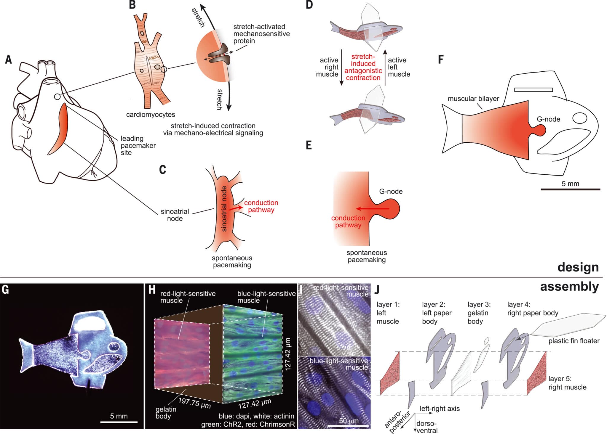 Progettazione del pesce bioibrido. Credits: Lee, Keel Yong, et al. "An autonomously swimming biohybrid fish designed with human cardiac biophysics." Science 375.6581 (2022): 639-647.