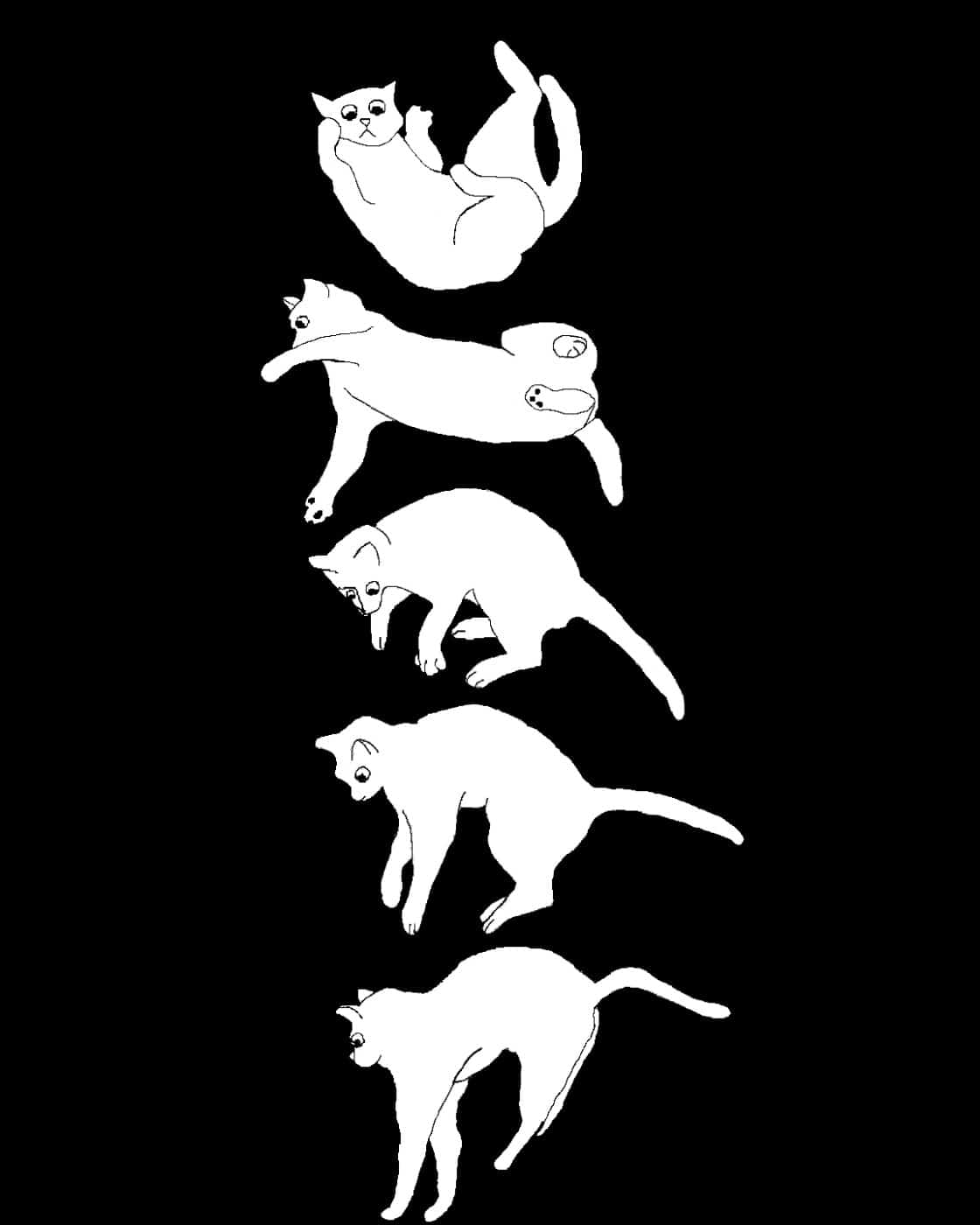 gatto