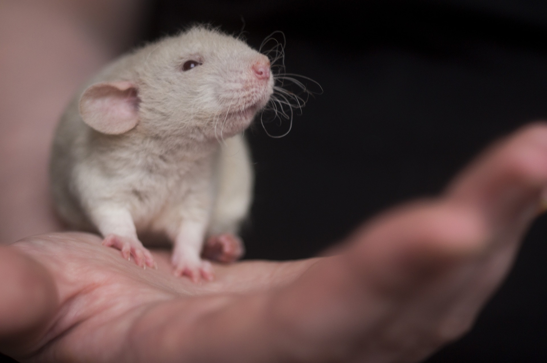 Un nuovo modello per trattare la fibrosi senza l’utilizzo degli animali